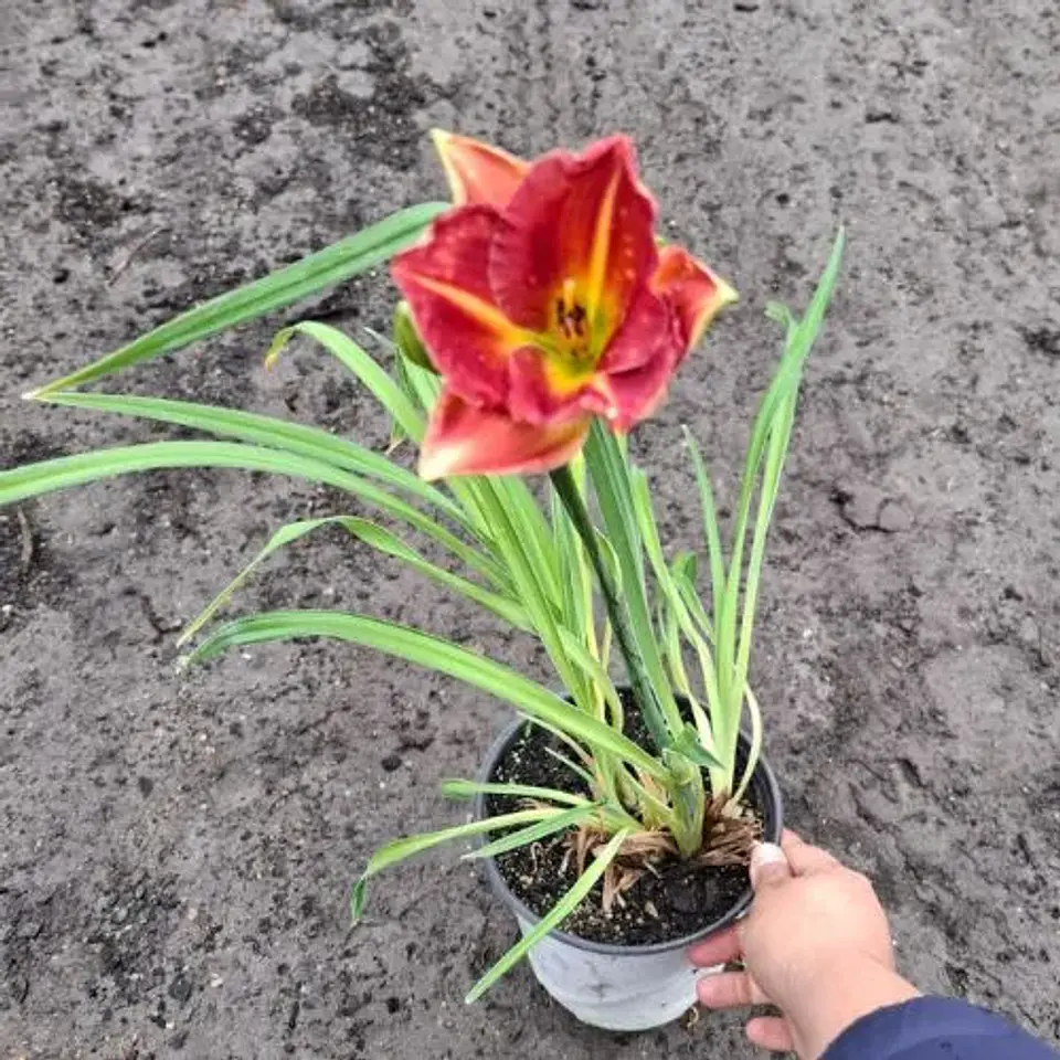Hemerocallis Red Hot Returns 1