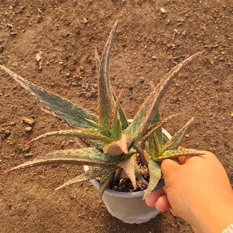 Aloe Snapper