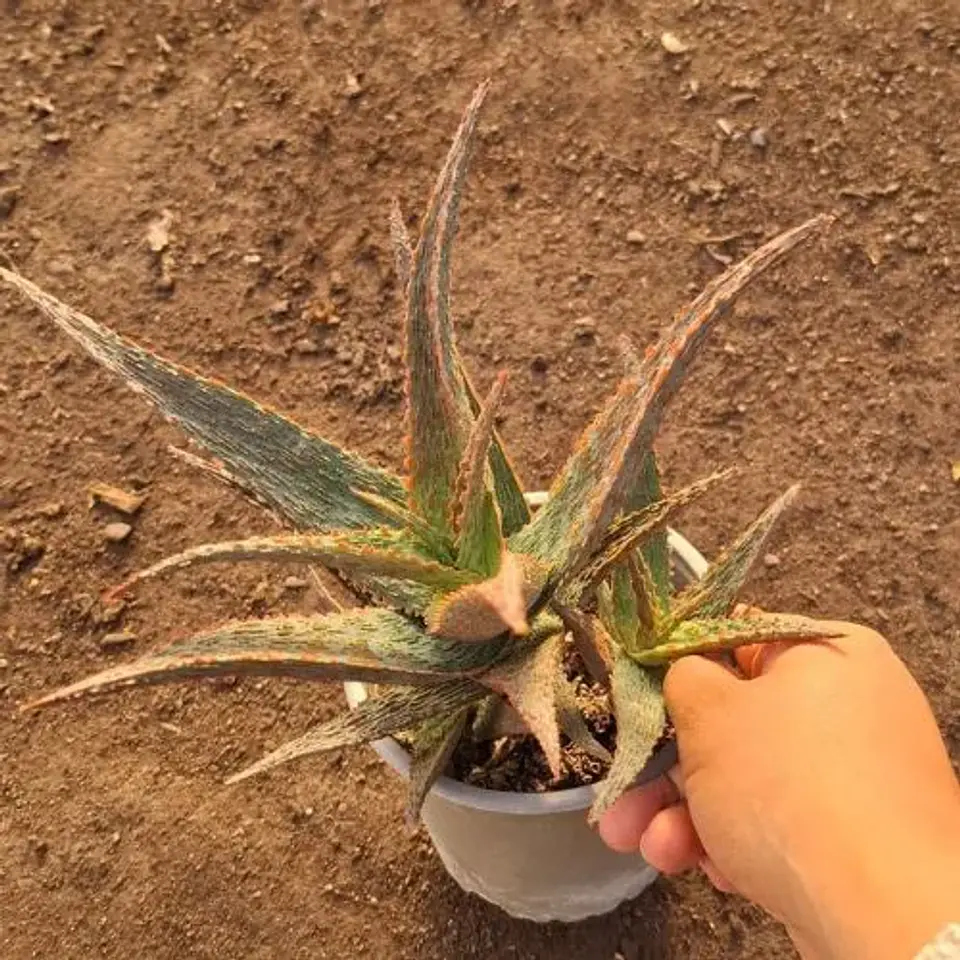 Aloe Snapper 2
