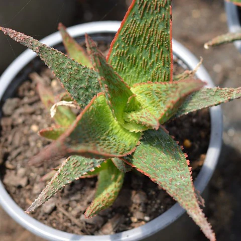 Aloe Snapper