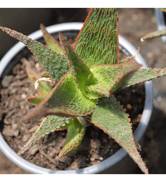 Aloe Snapper