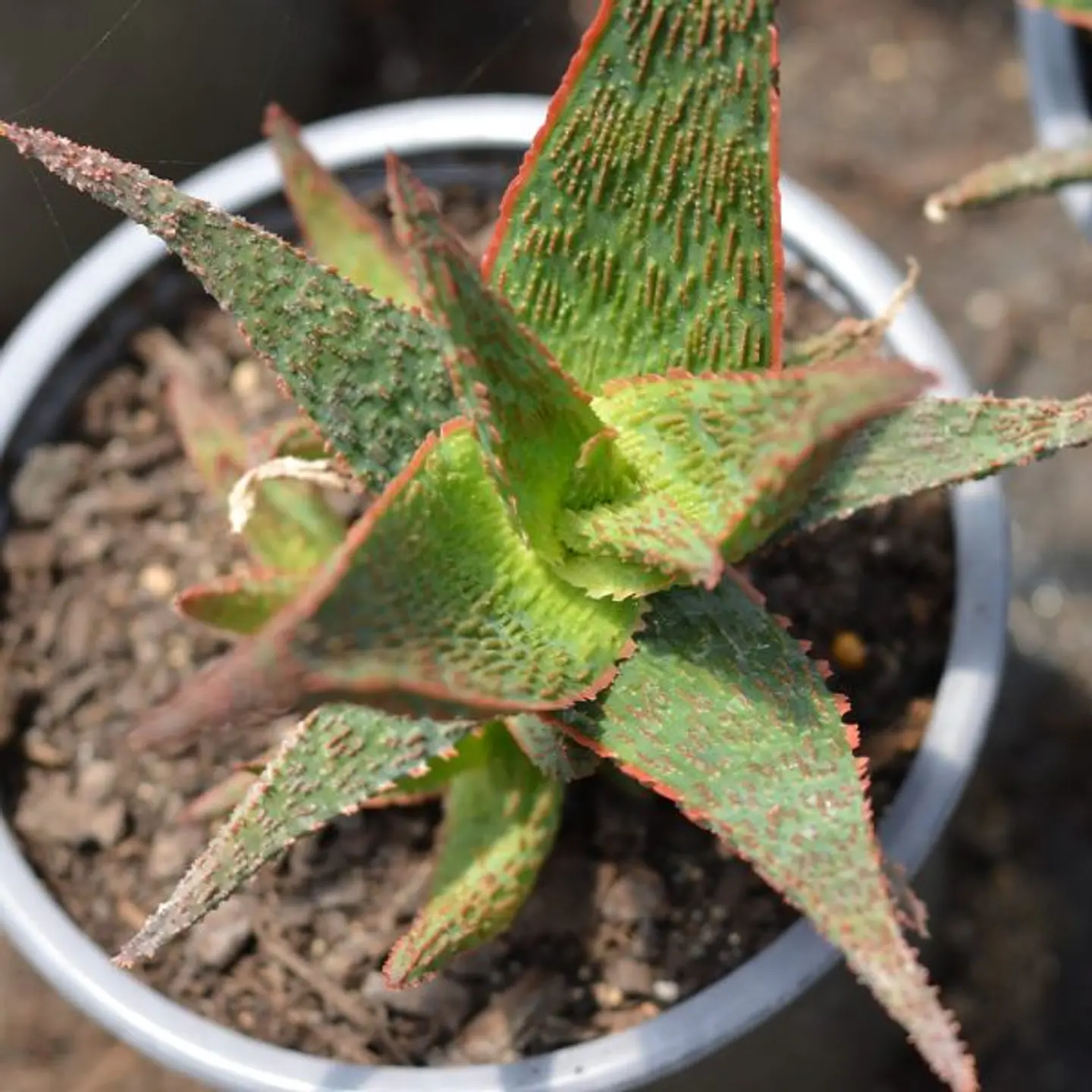 Aloe Snapper 1