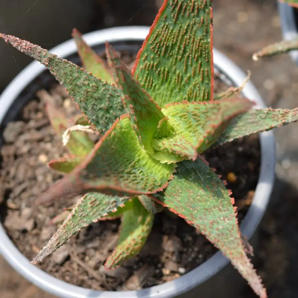 Aloe Snapper 1