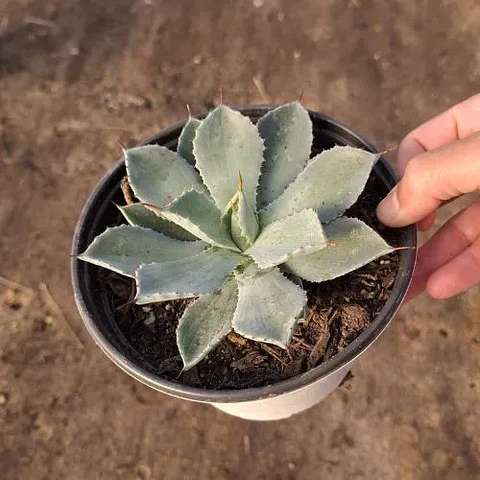 Agave Kichiokan