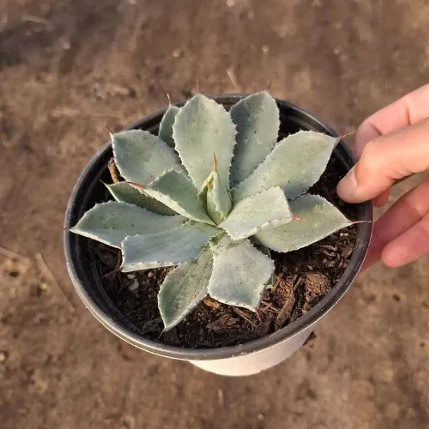 Agave Kichiokan 1