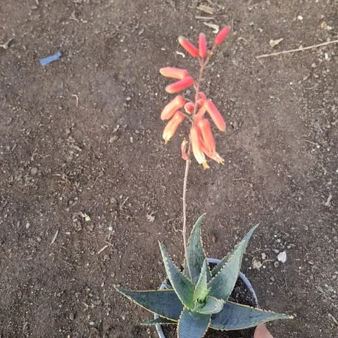 Áloe Fragilis