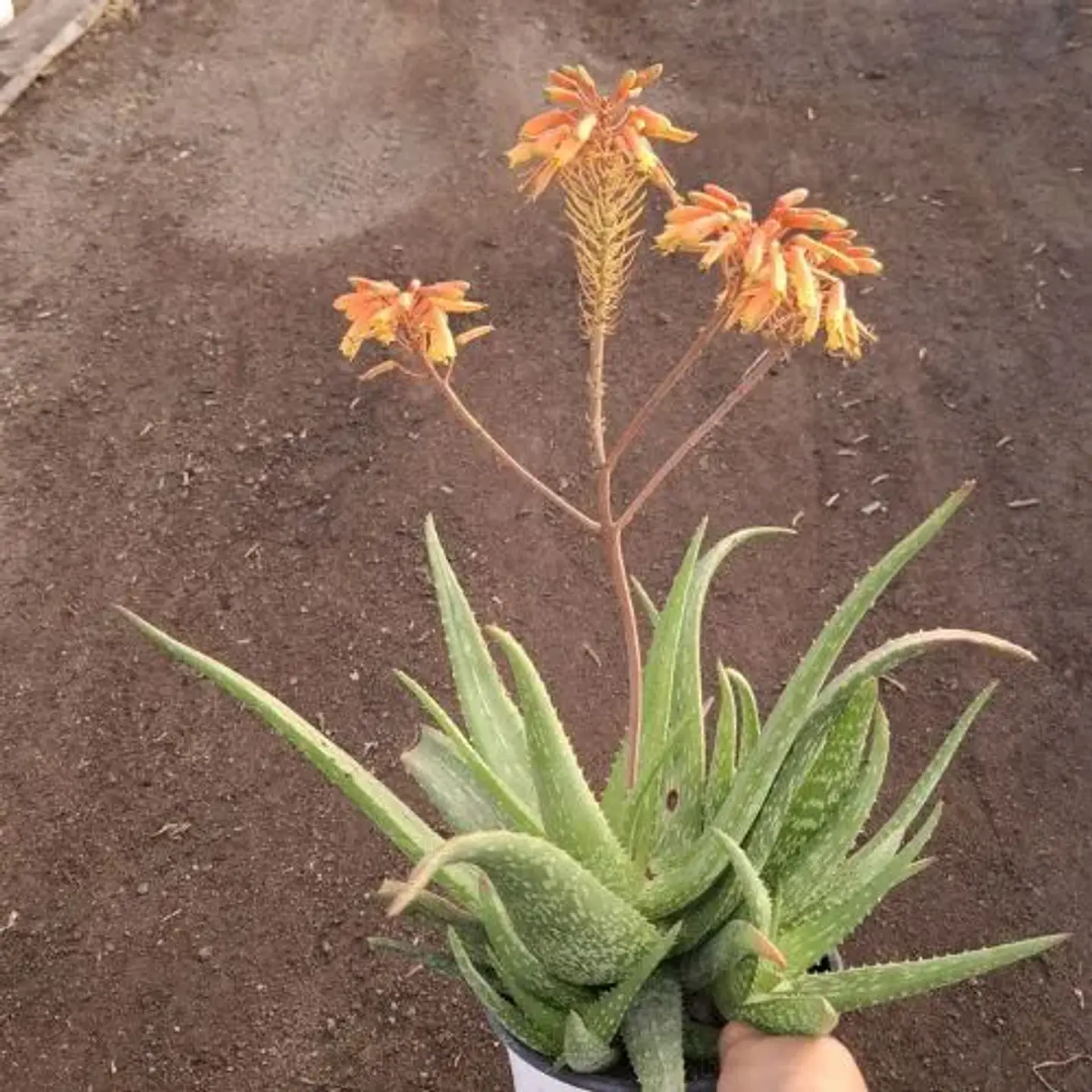 Áloe Sinkatana Marlothii 1
