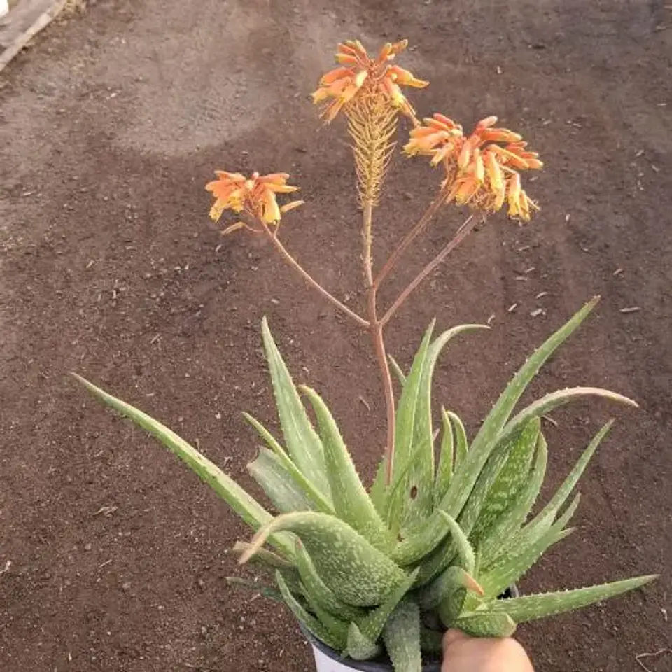 Áloe Sinkatana Marlothii 1