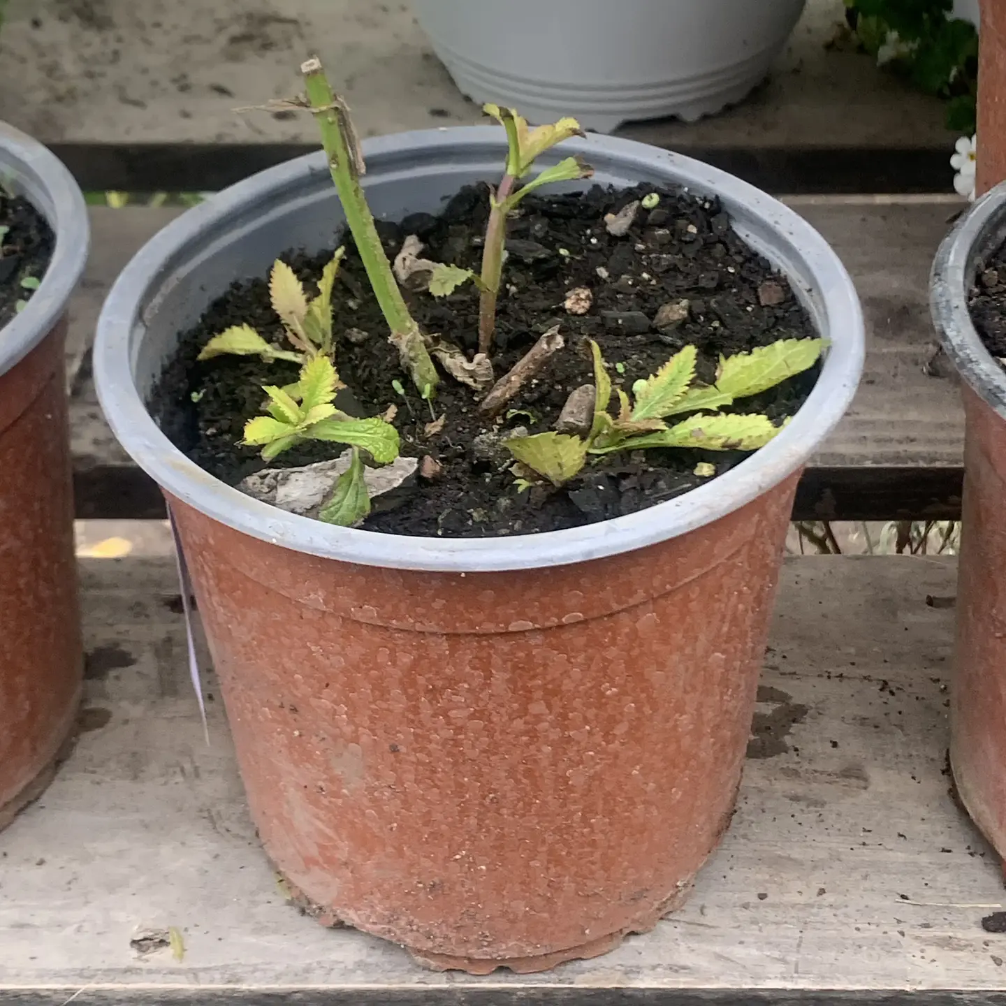 Verbena bonaerensis 3