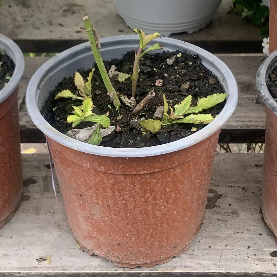 Verbena bonaerensis 3