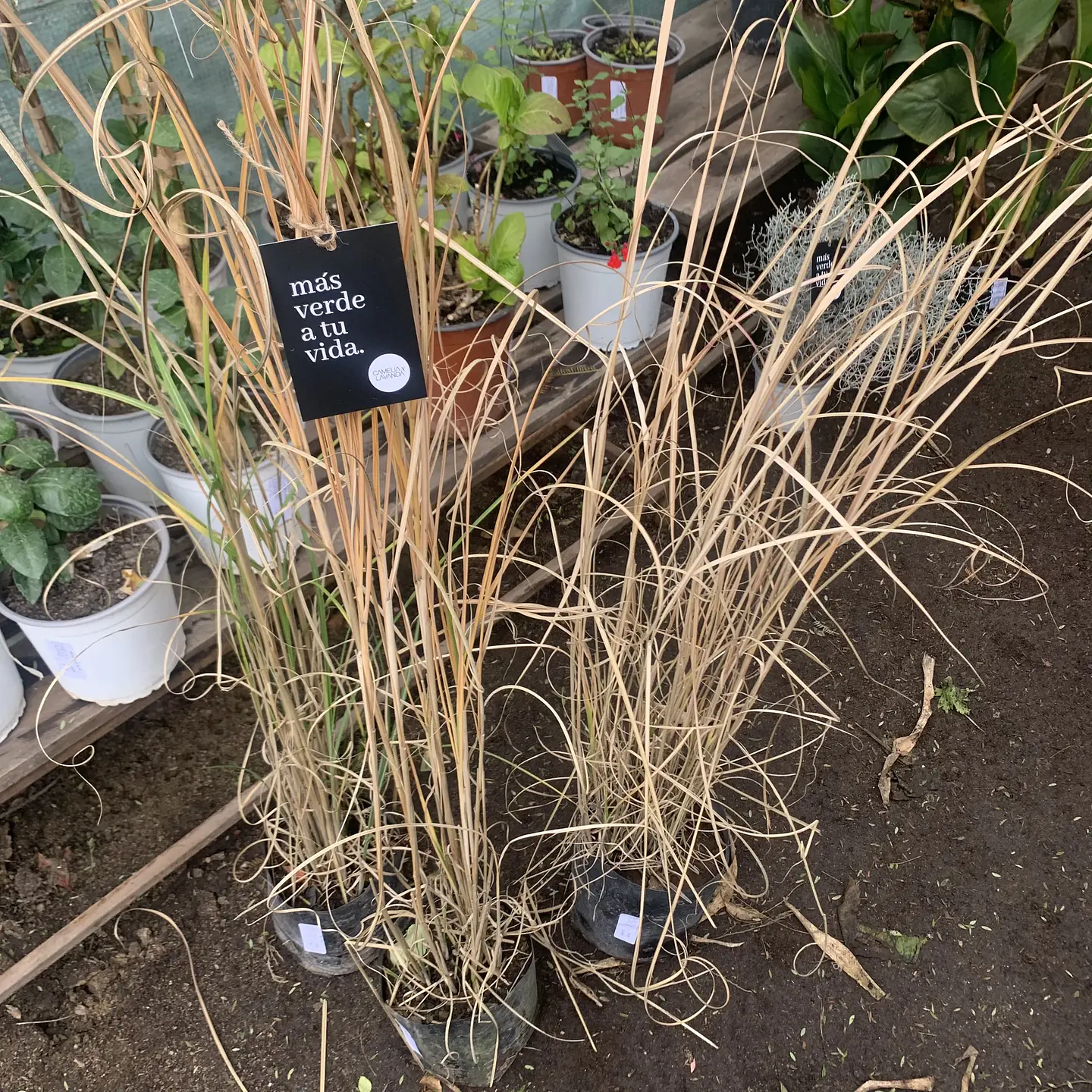 Miscanthus 2