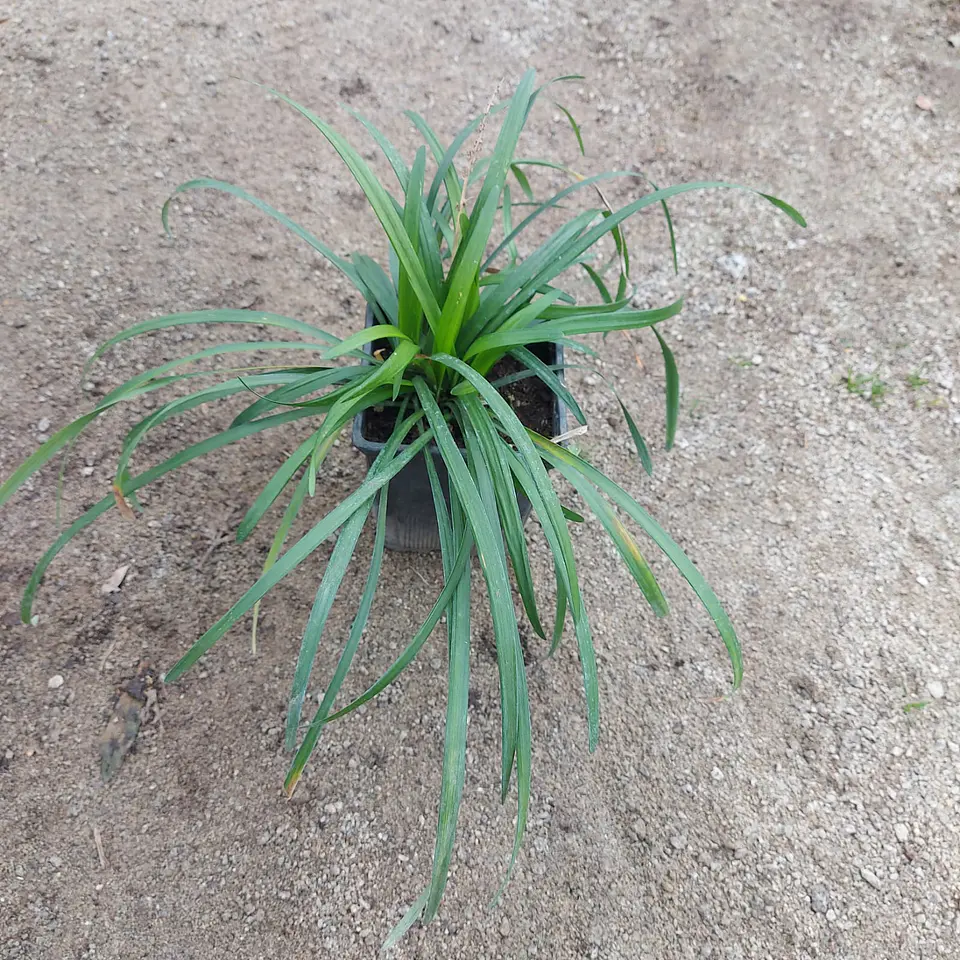 Liriope 3