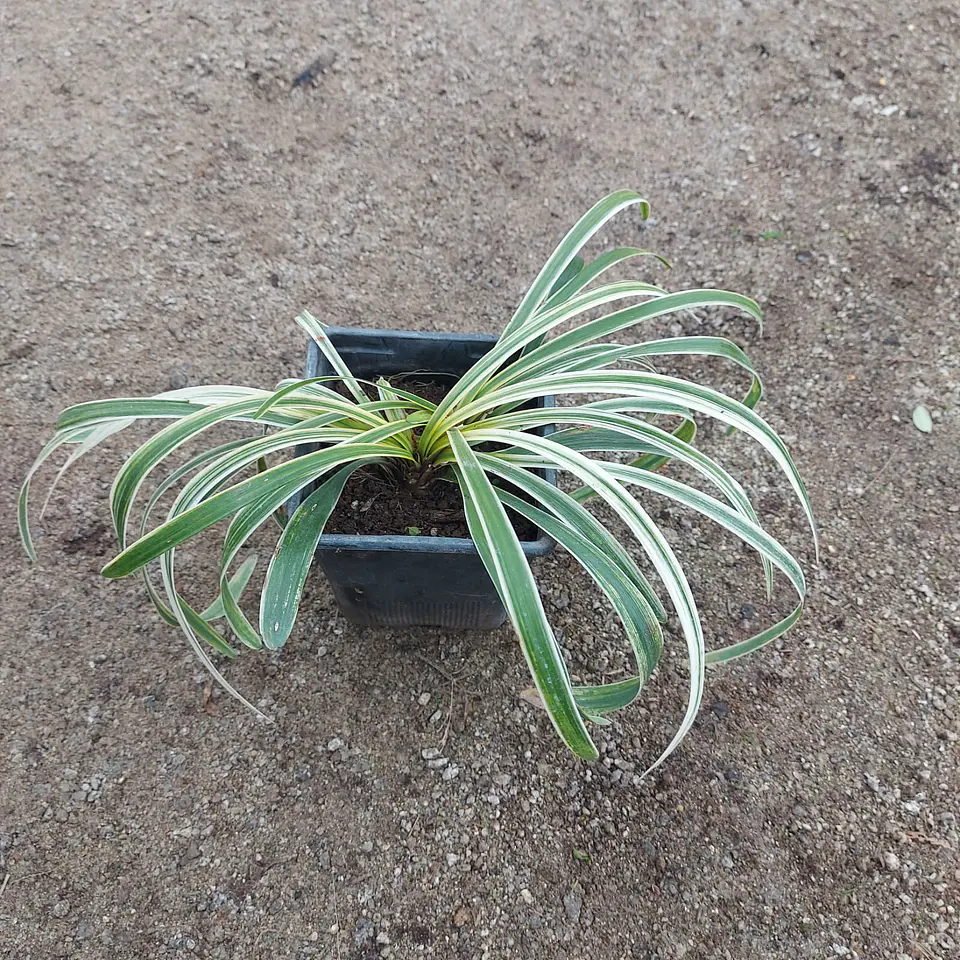 Liriope variegado 2