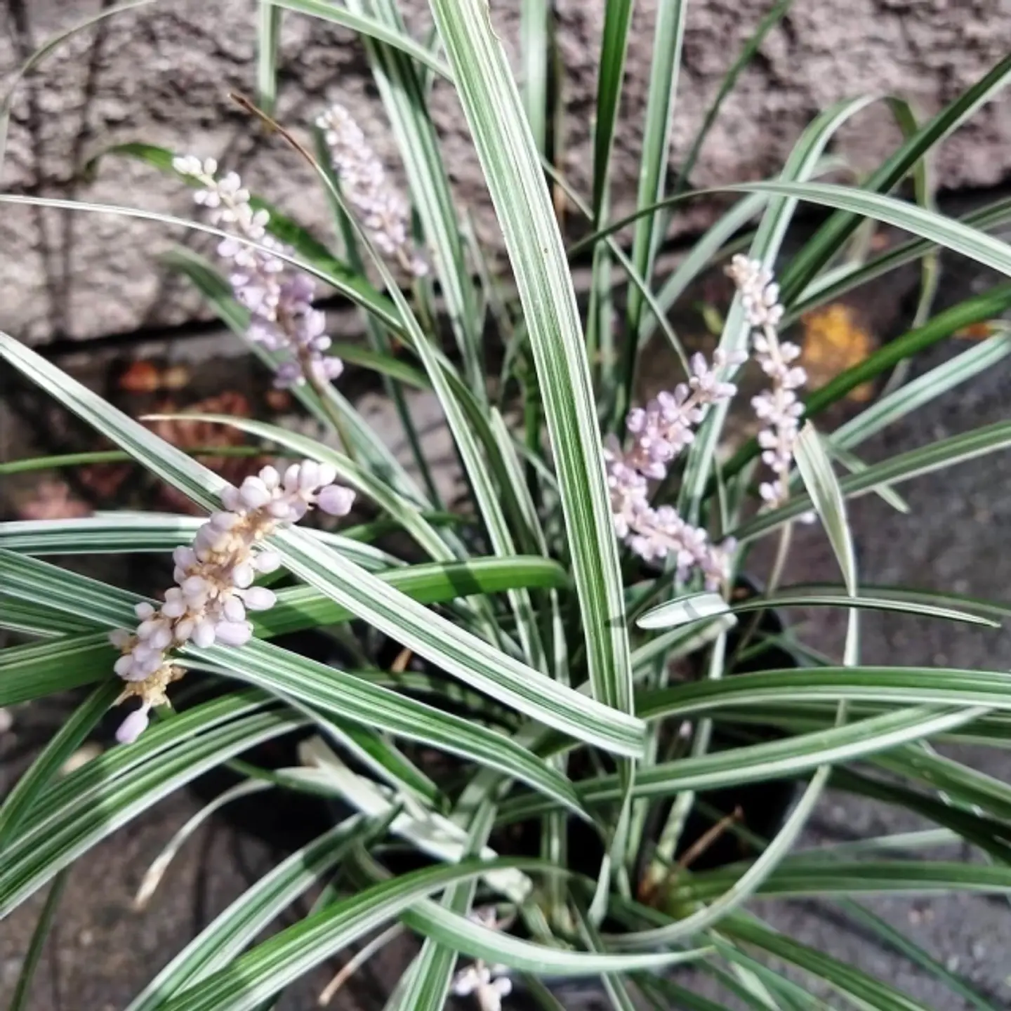 Liriope variegado 1