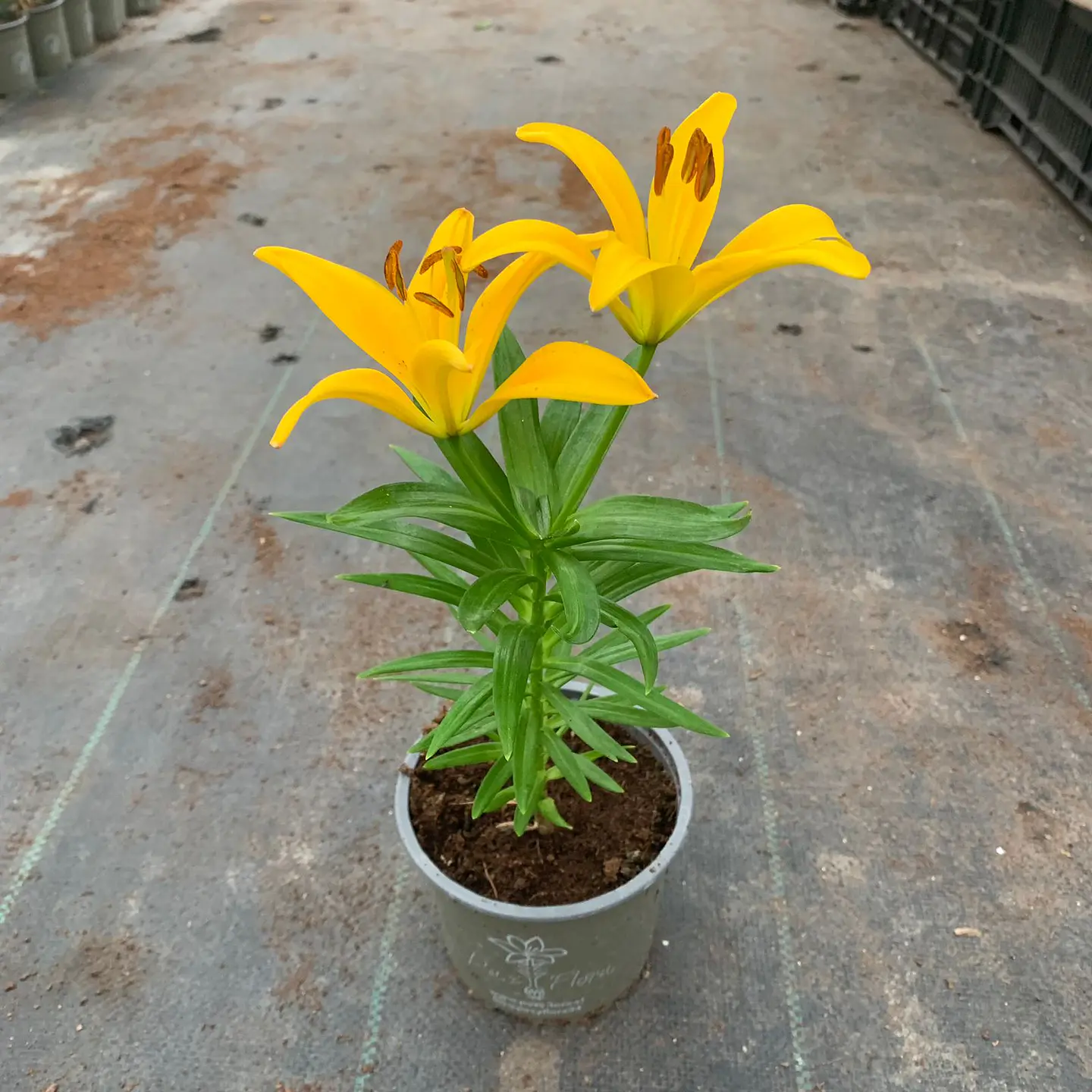 Lilium 3