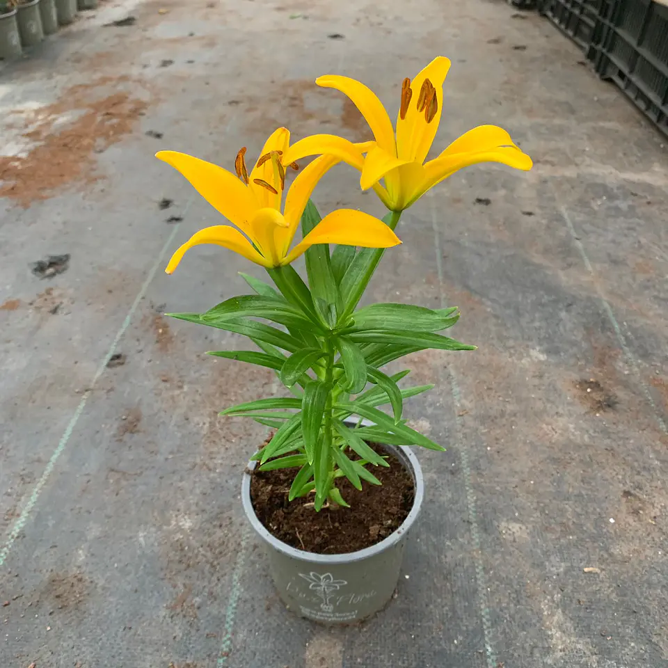 Lilium 3