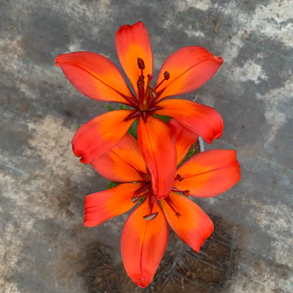 Lilium 1