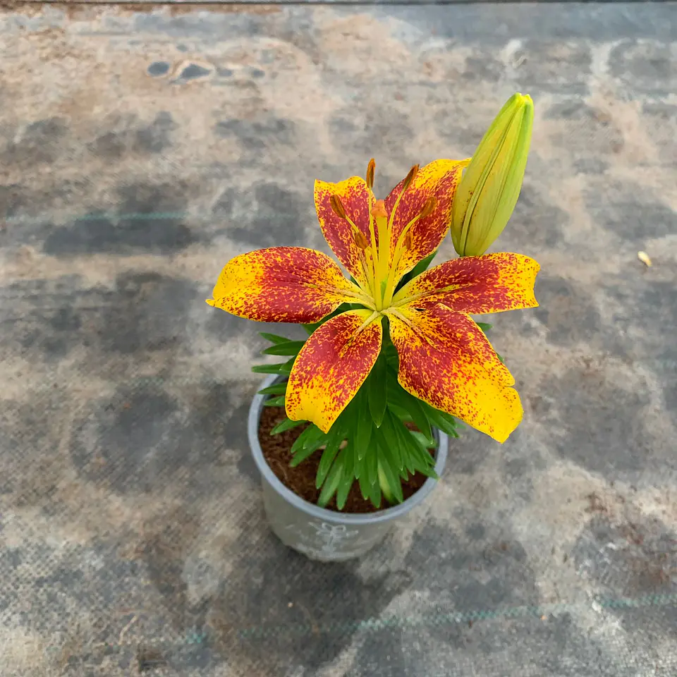 Lilium 8