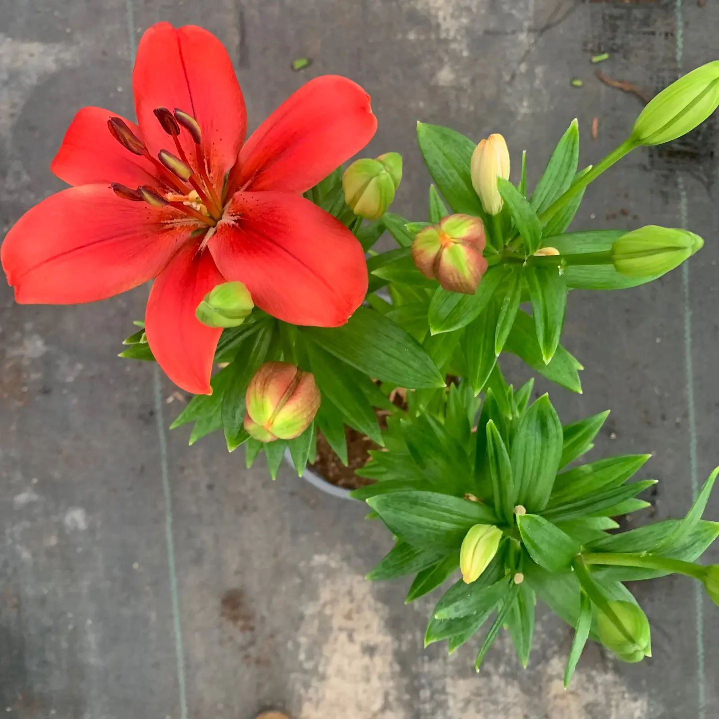 Lilium 5