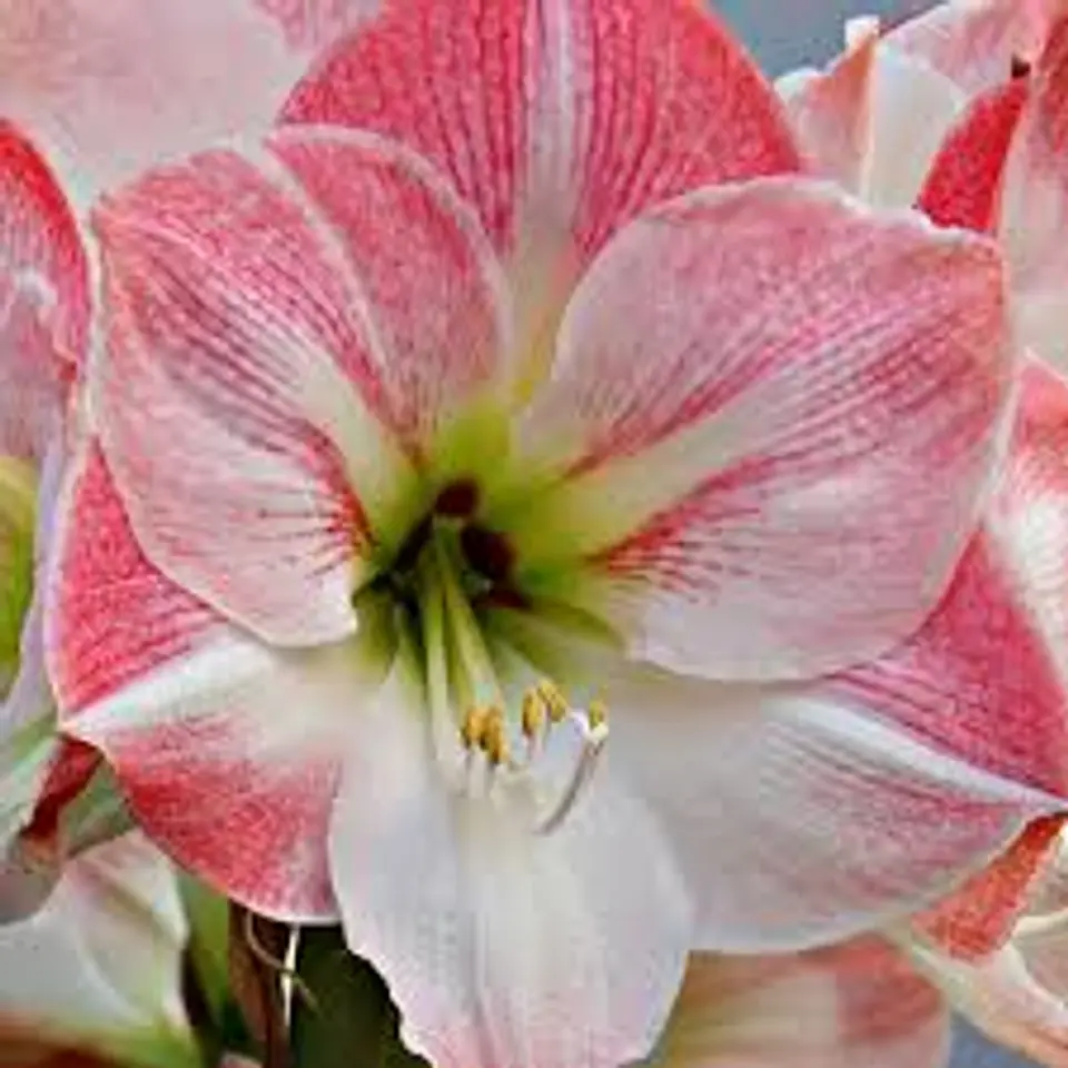 Amaryllis 4