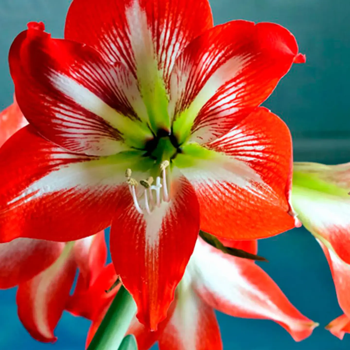 Amaryllis 5