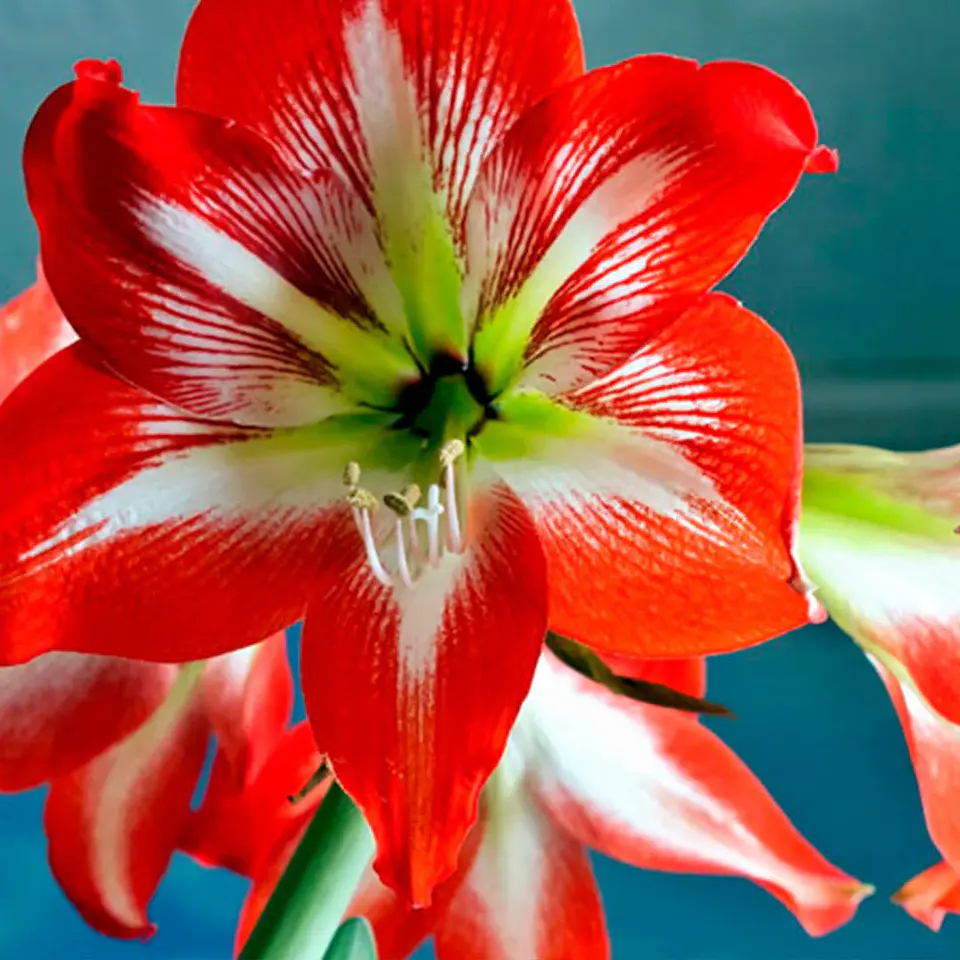 Amaryllis 5