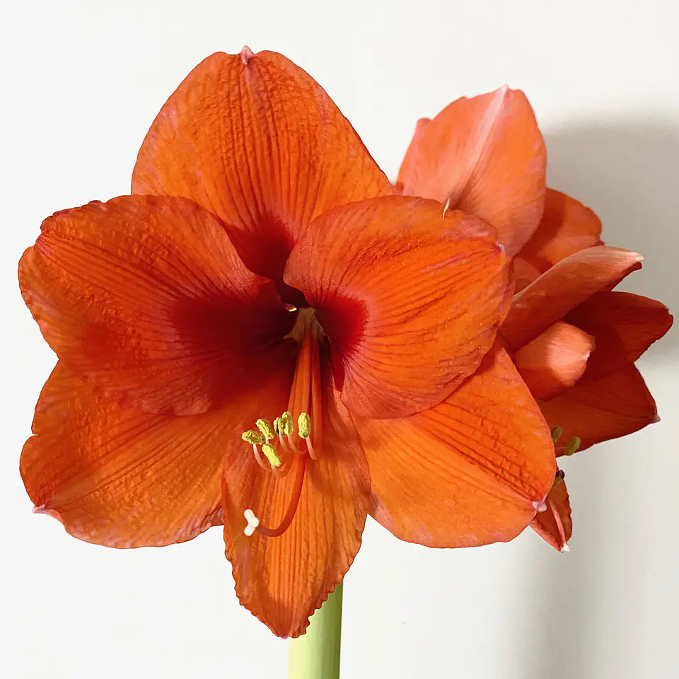 Amaryllis 6