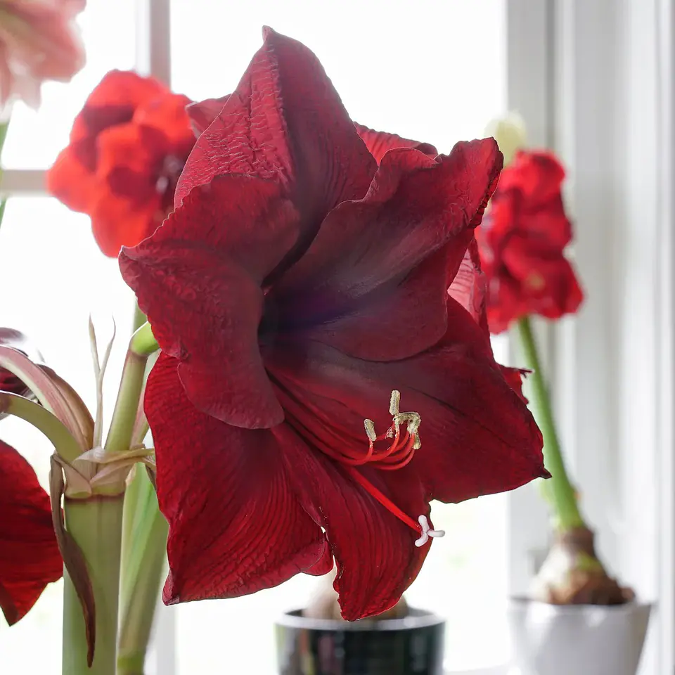Amaryllis 7