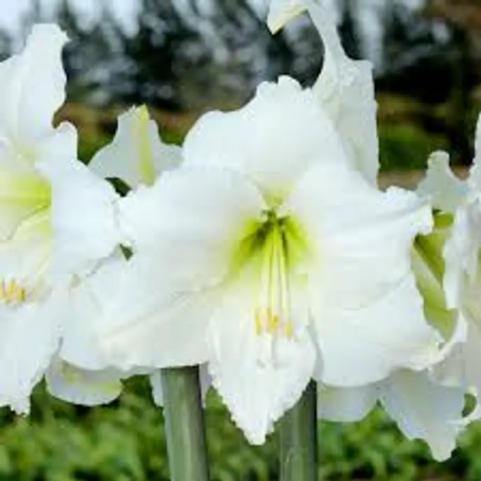 Amaryllis 8