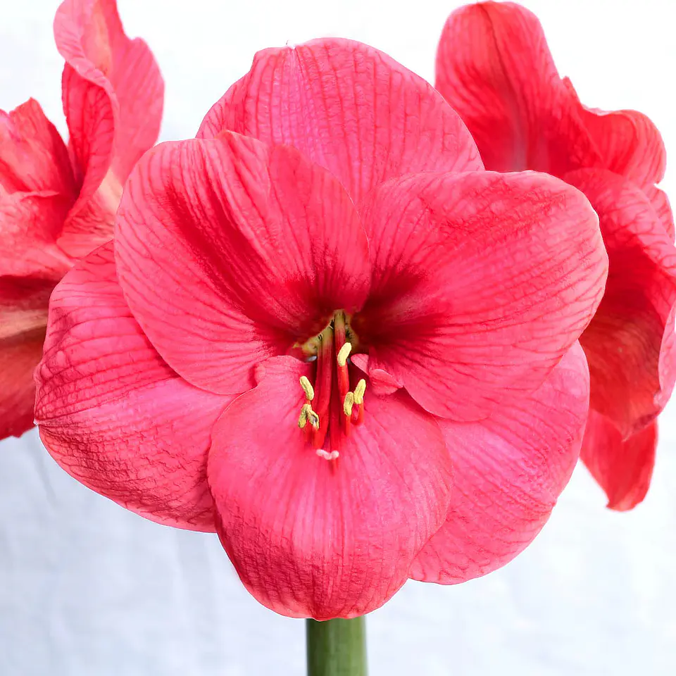 Amaryllis 9