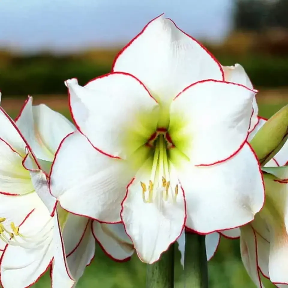Amaryllis 10