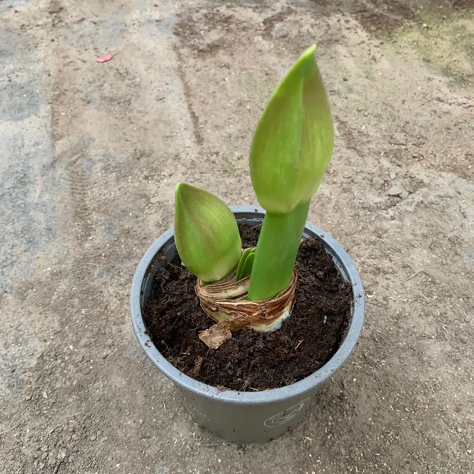 Amaryllis 11