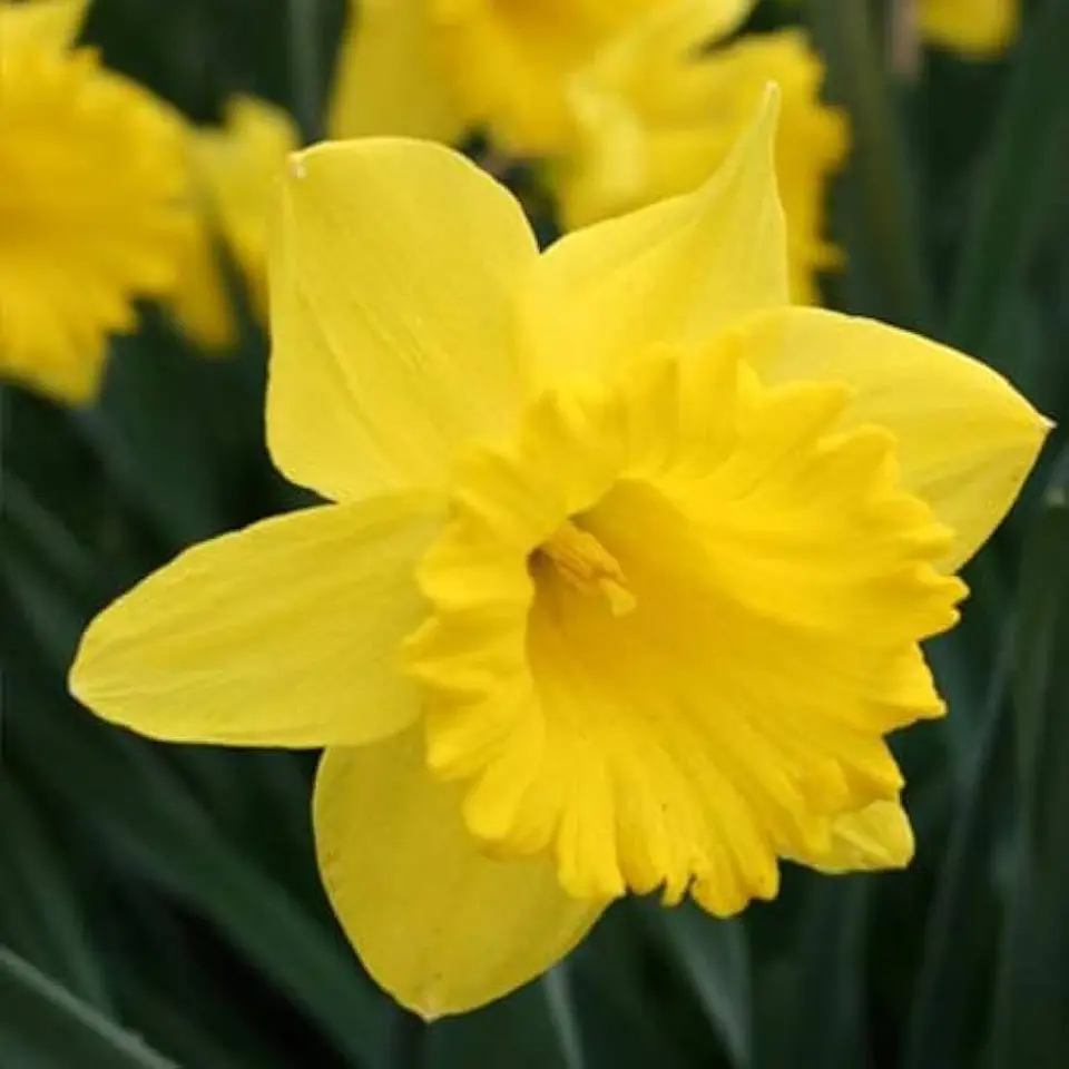 Narciso Golden Carpet 1
