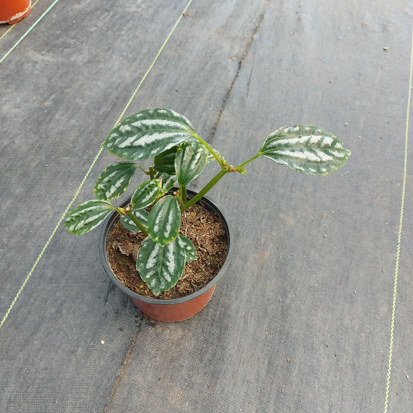 Pilea cadierei 4