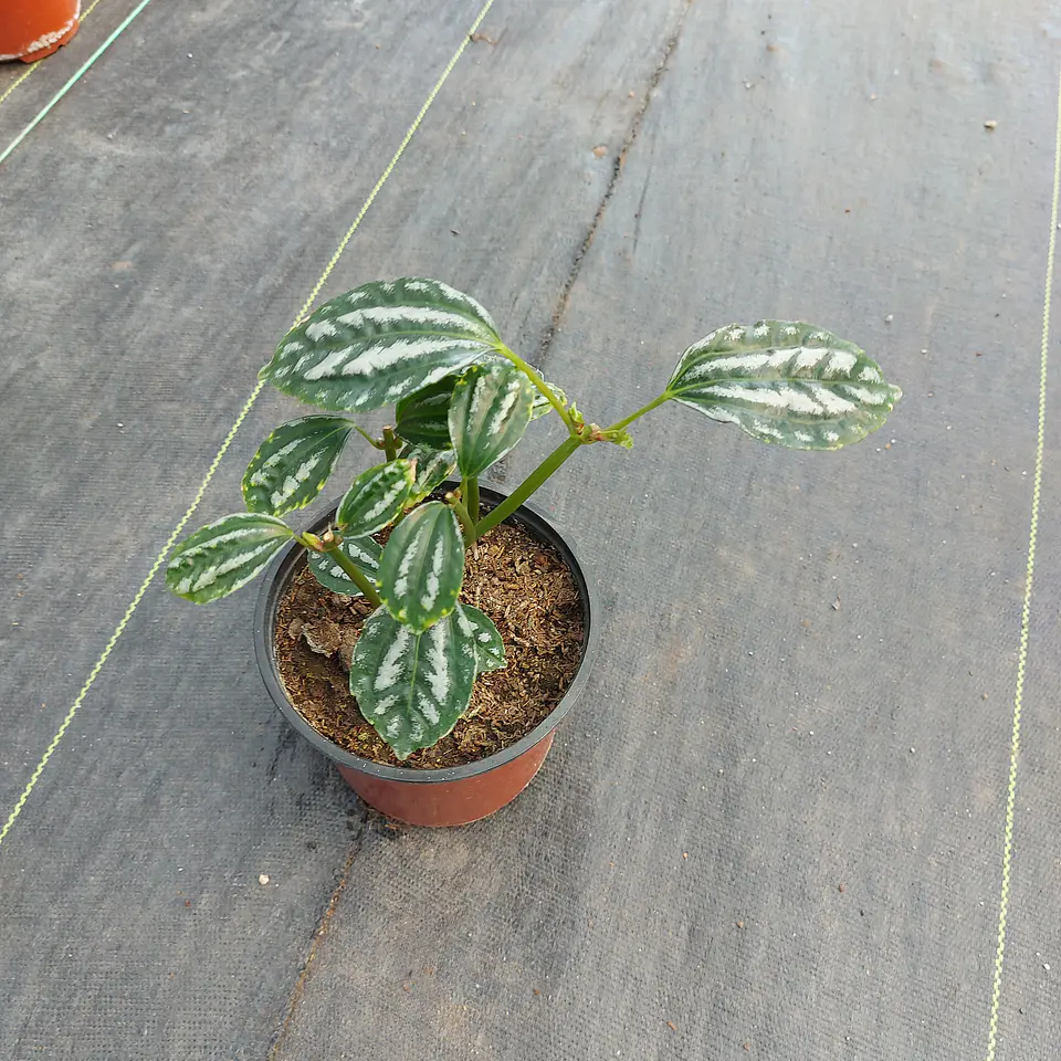 Pilea cadierei 4