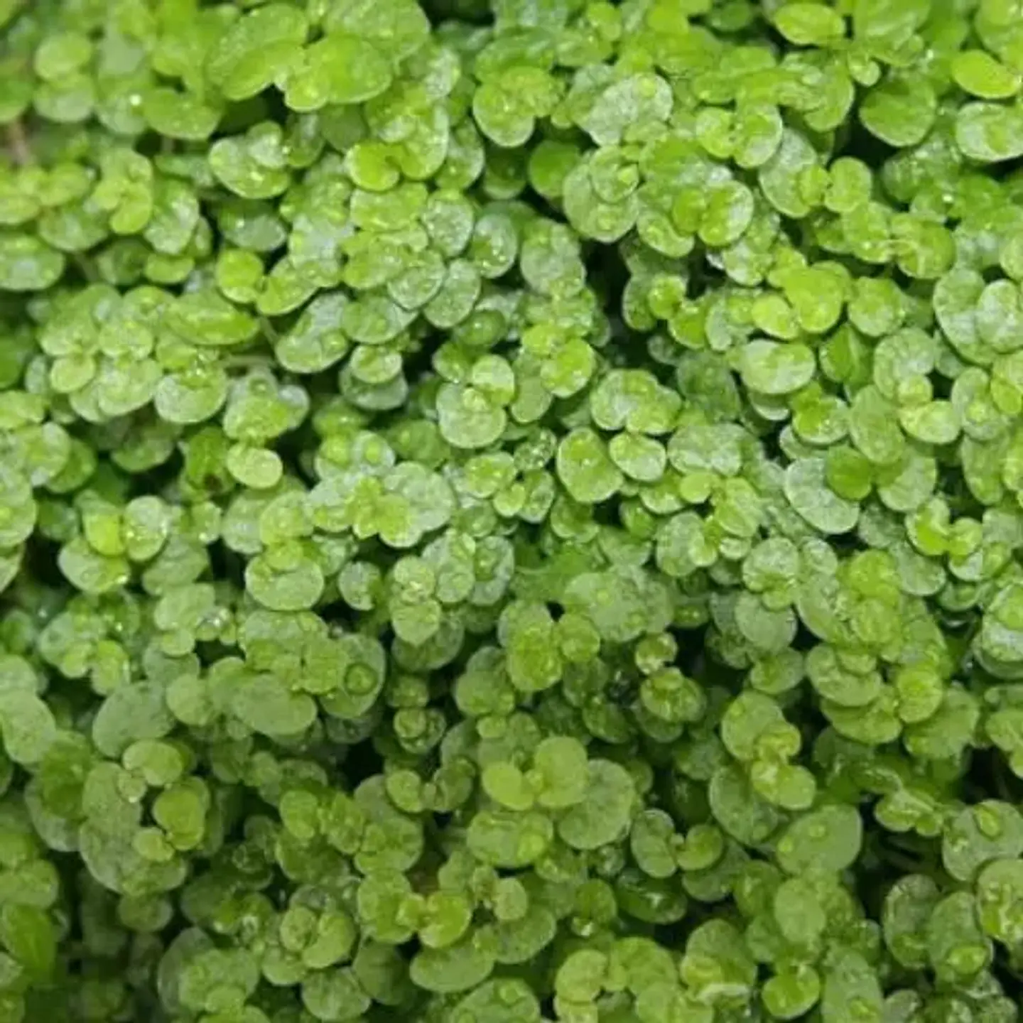 Soleirolia 1