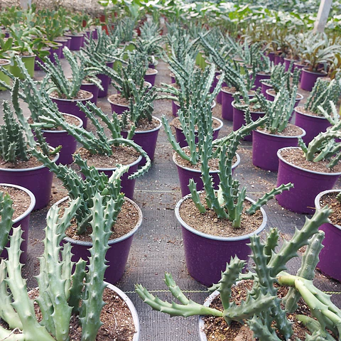 Huernia