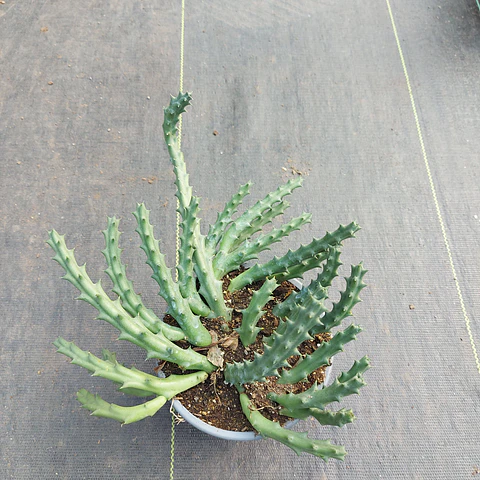 Huernia