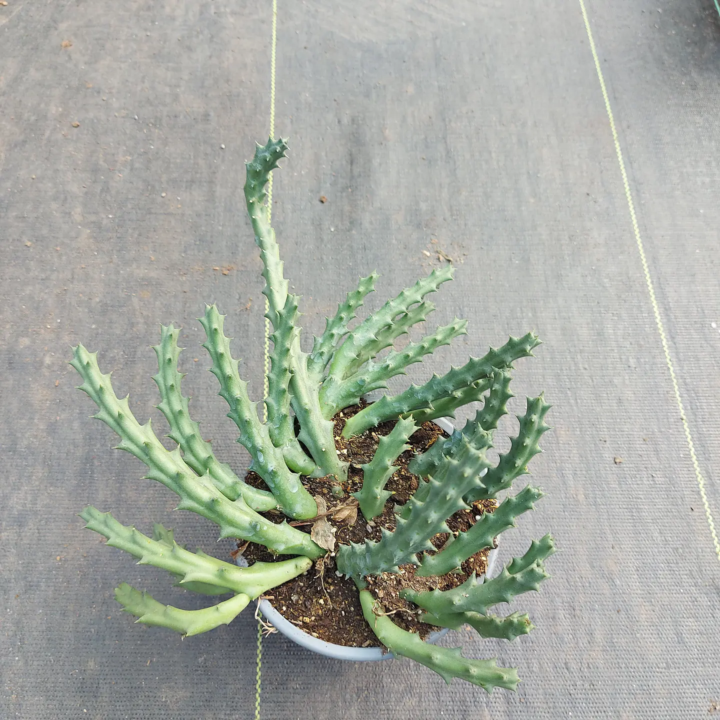 Huernia 1