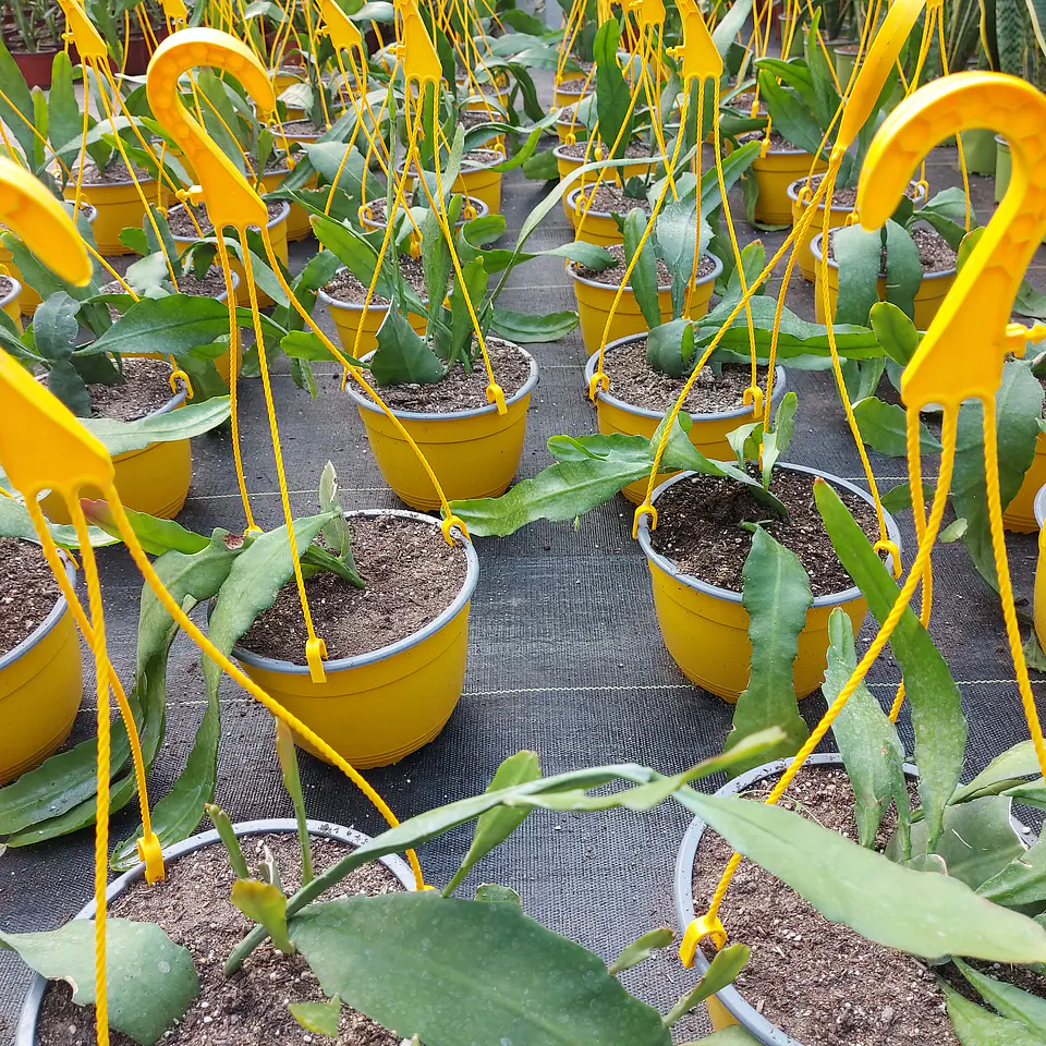 Epiphyllum 2