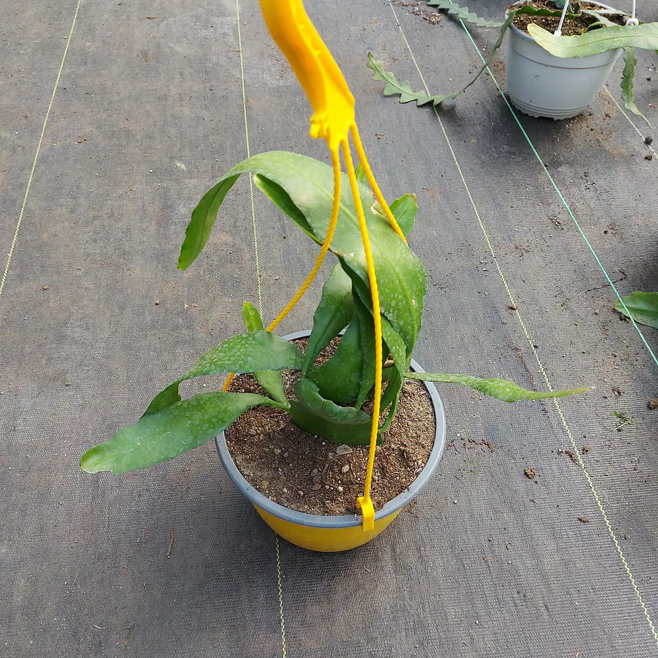 Epiphyllum 1