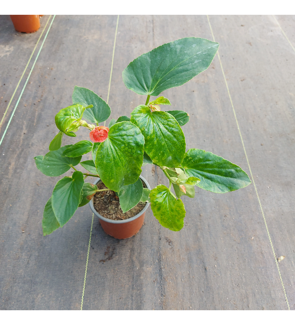 Begonia Corazón de María