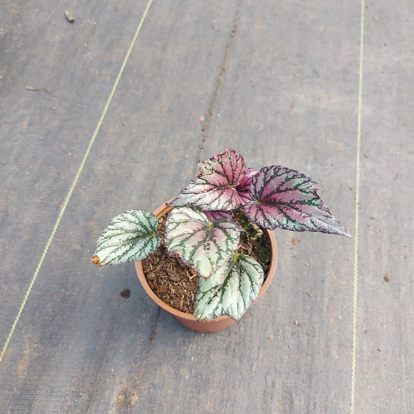 Begonia rex 1
