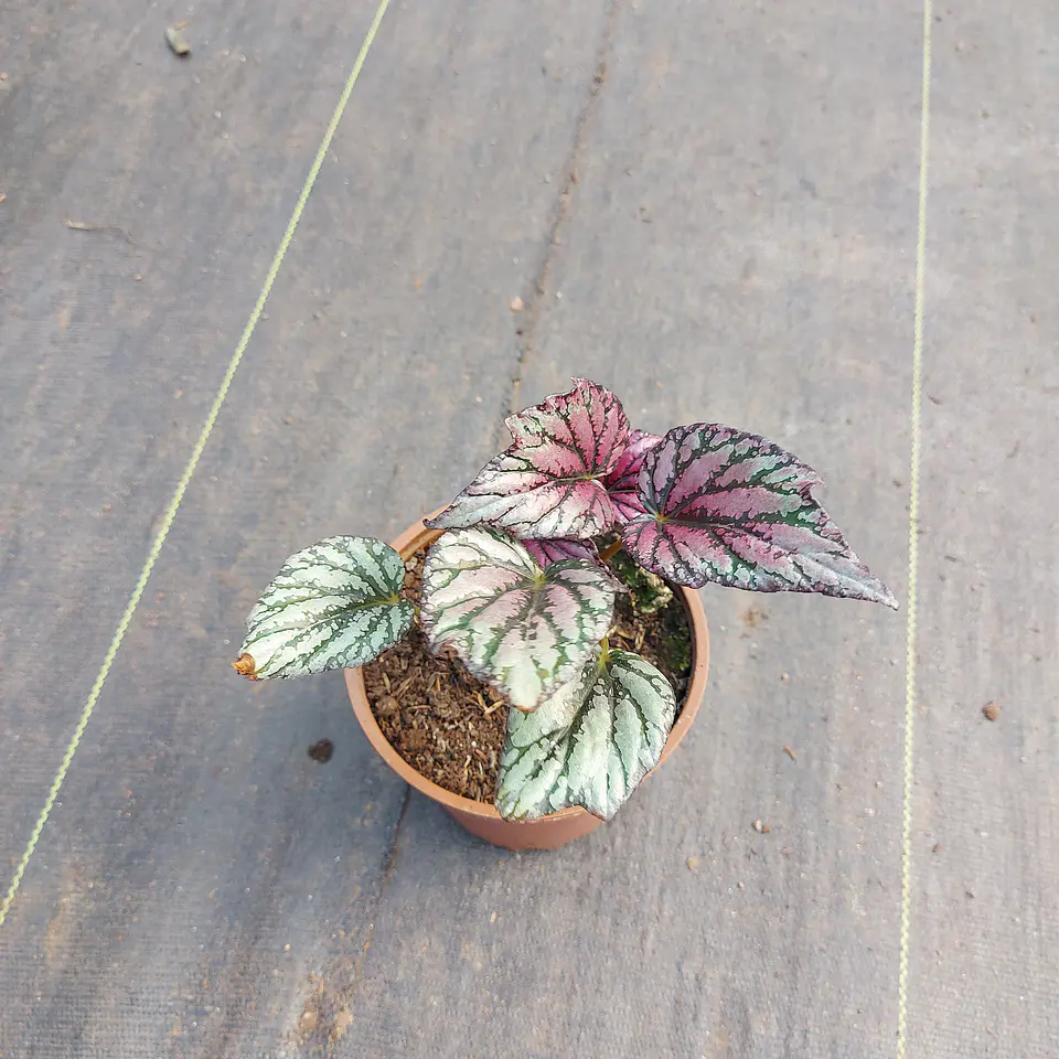 Begonia rex 1