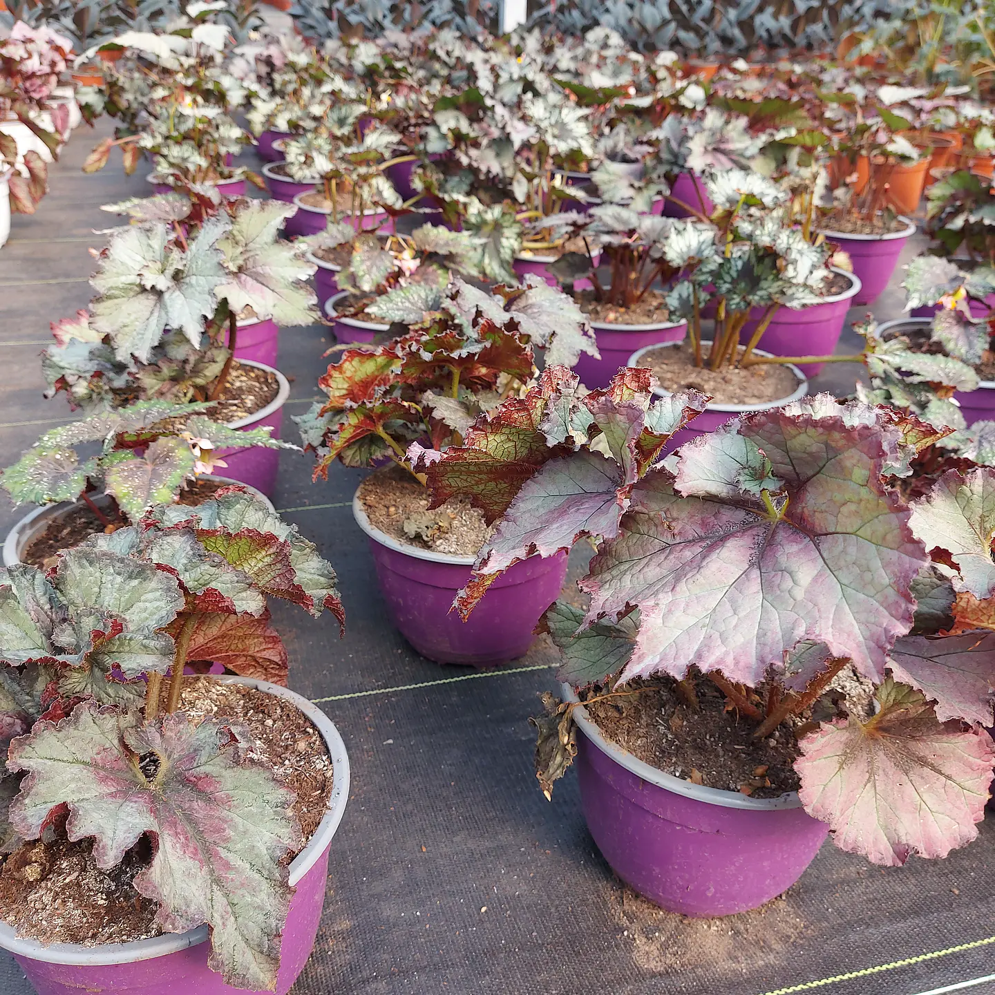 Begonia rex 3