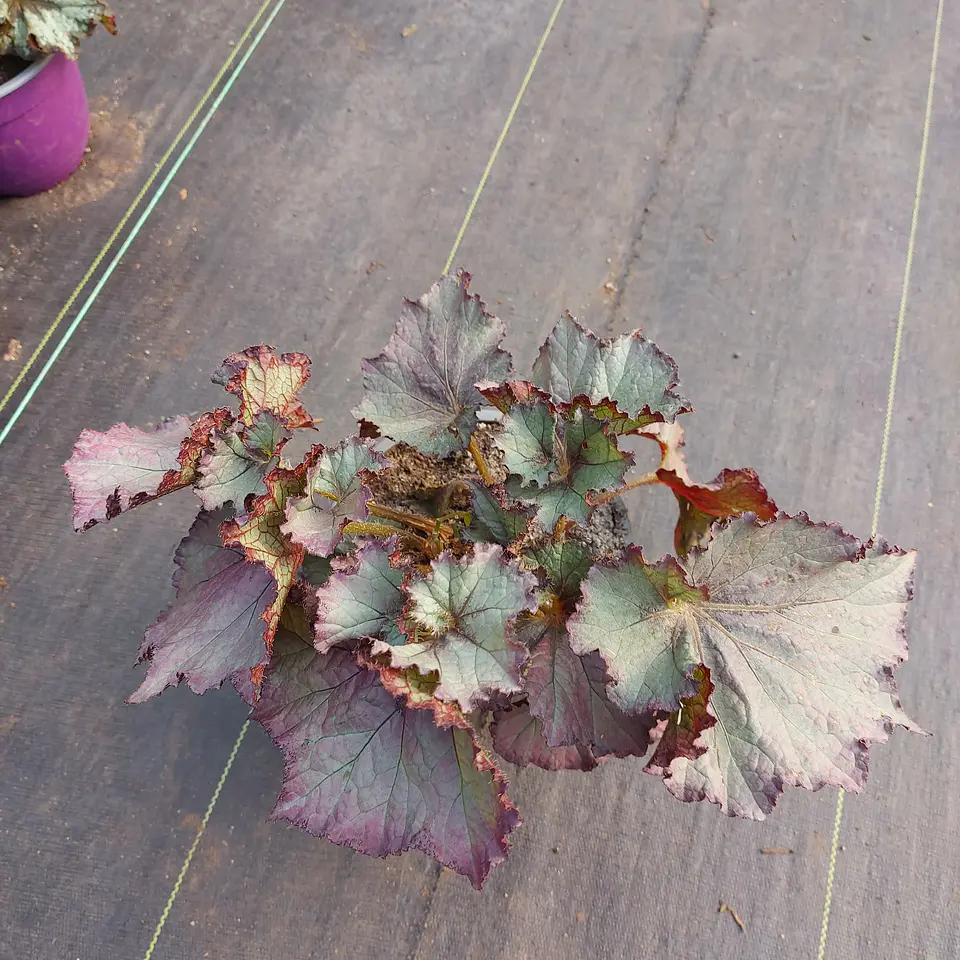 Begonia rex 2