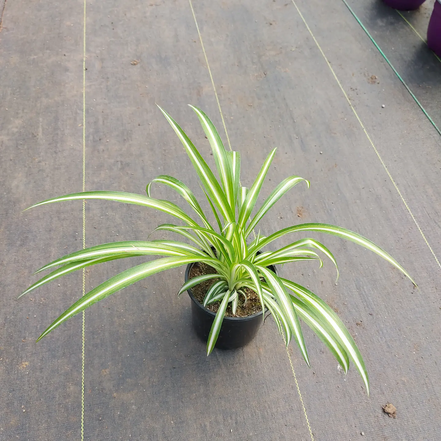 Cinta Variegada 1