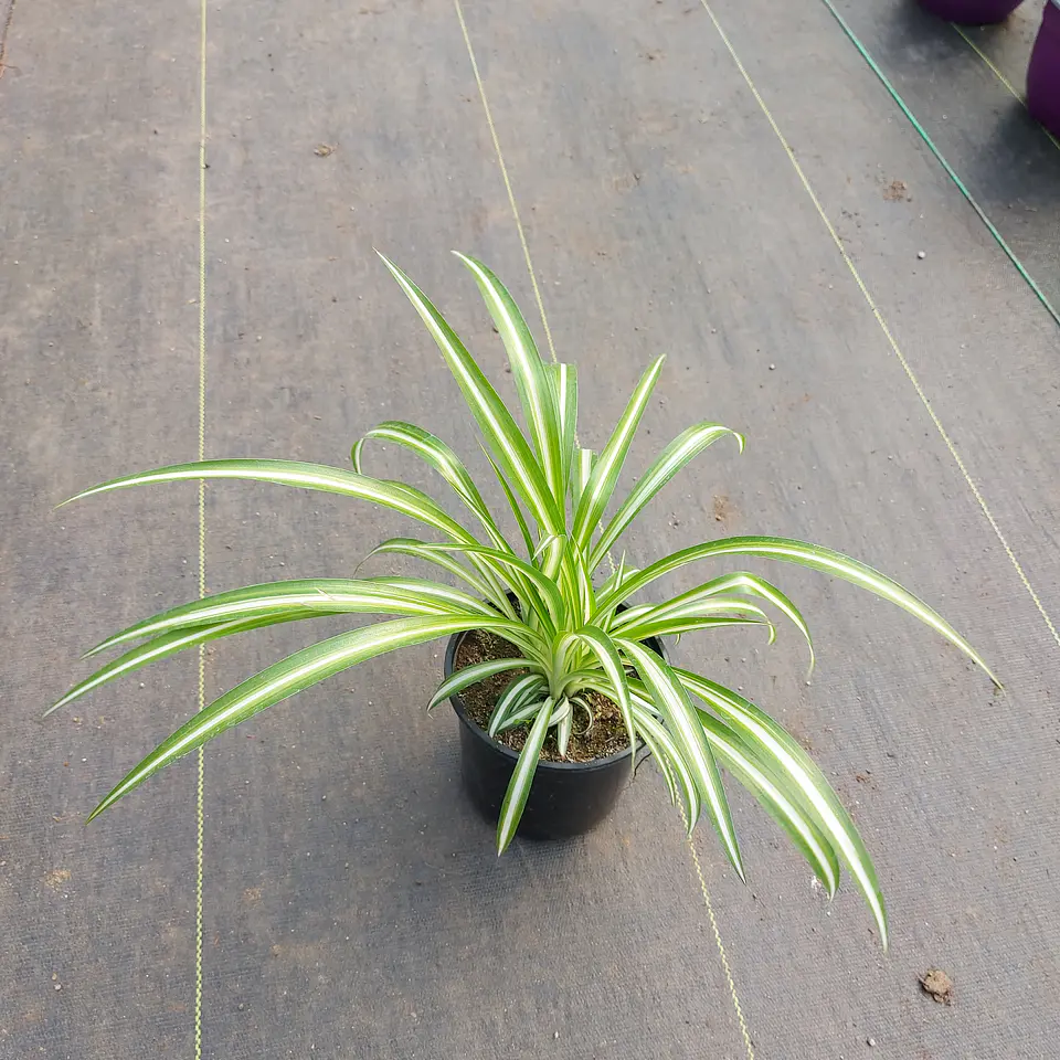 Cinta Variegada 1