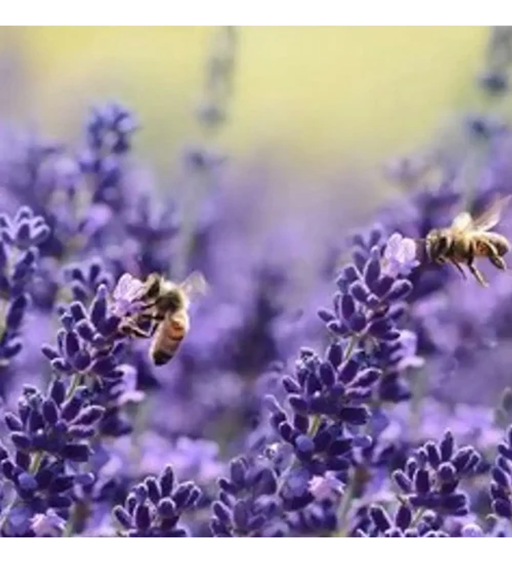 Lavanda inglesa enana lila