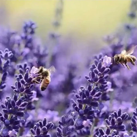 Lavanda inglesa enana lila